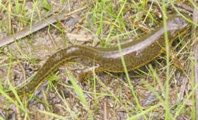 Red Spotted Newt