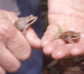 Wood Frog