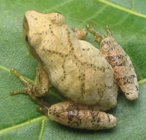 Spring Peeper