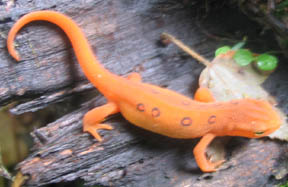 Red Eft