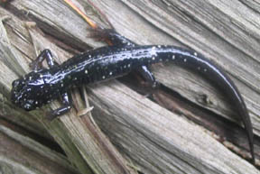 Slimy Salamander