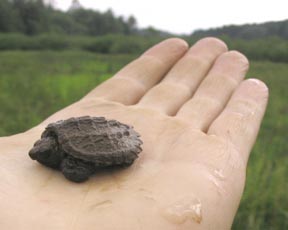 Snapping Turtle