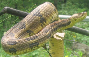 Timber Rattler