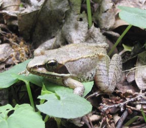 Wood Frog