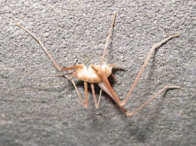 Cave Cricket