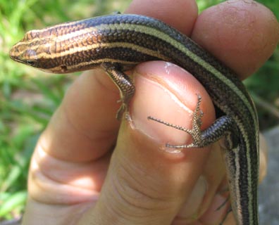 Female Five-lined Skink