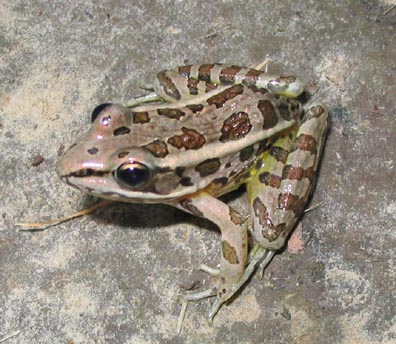 Pickerel Frog