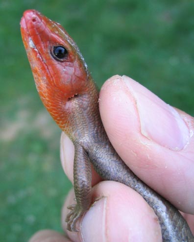 Male Five-lined Skink