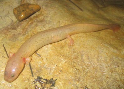 Spring Salamander