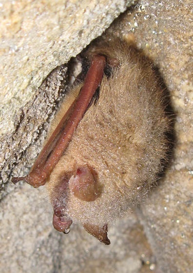 Cave Bat