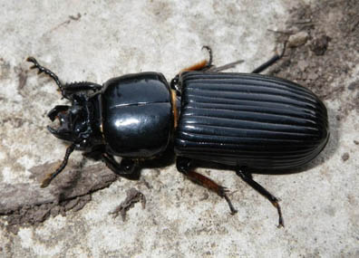 Bess Beetle