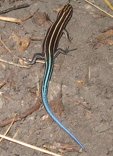 Skink