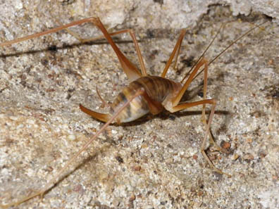 Cave Cricket