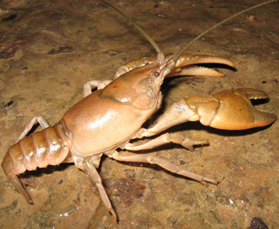 Crayfish