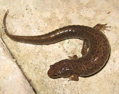 Dusky Salamander