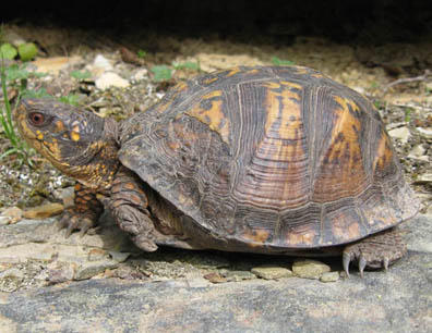 Box Turtle