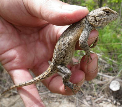 Fence Lizard