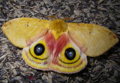 Io Moth