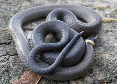 Ringneck Snake