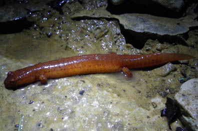 Spring Salamander