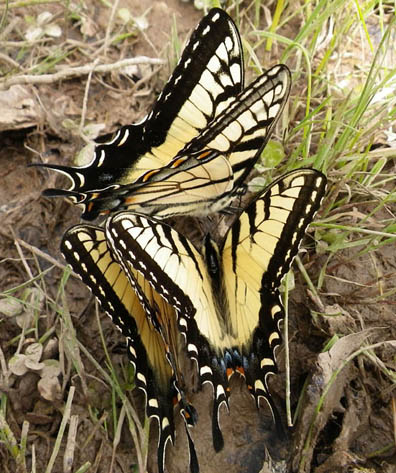 Tiger Swallowtails