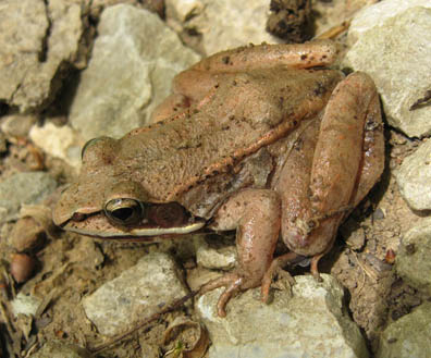 Wood Frog