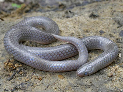 Worm Snake