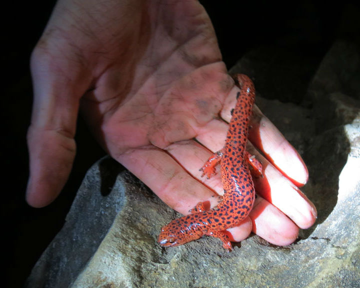 Red Salamander.