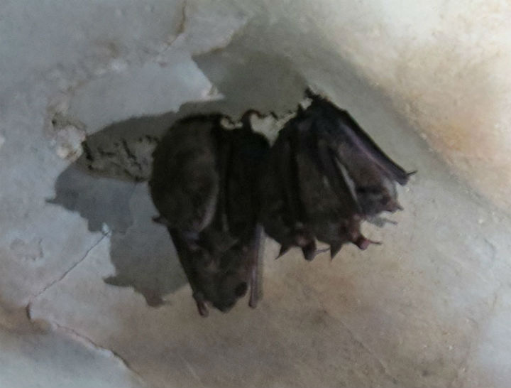 Indiana Bats