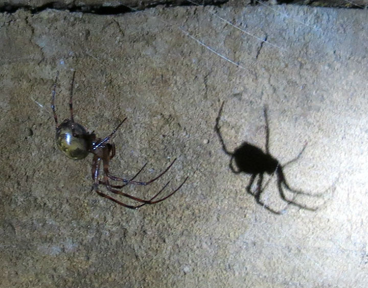 Cave Orb Weaver