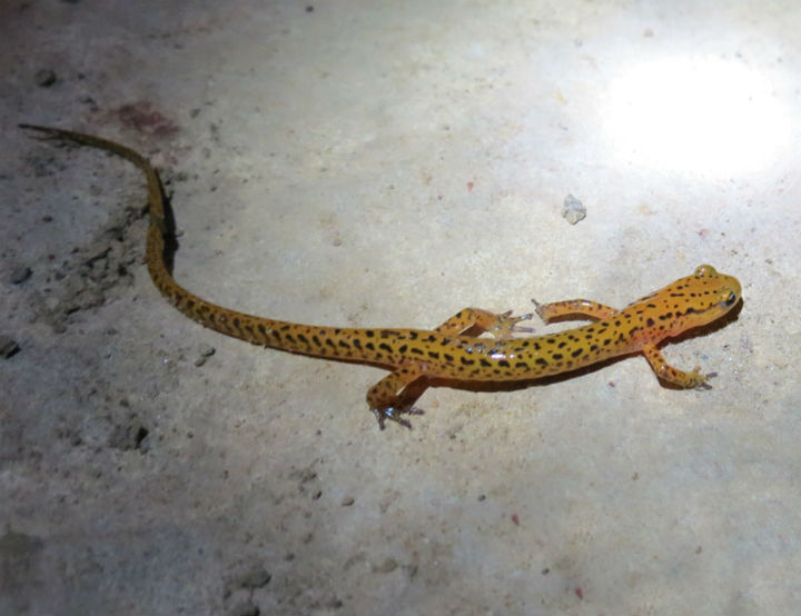 Longtail Salamander