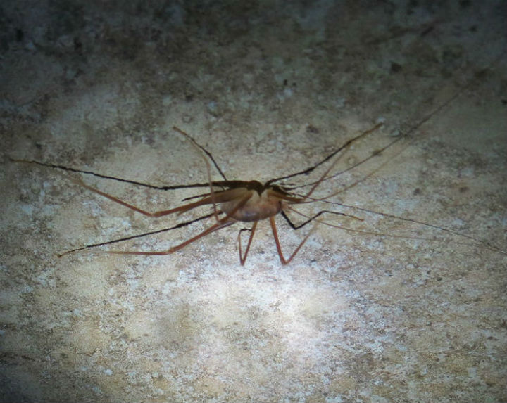 Cave Cricket