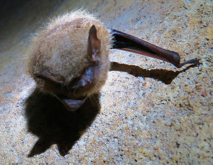 Tri-colored Bat