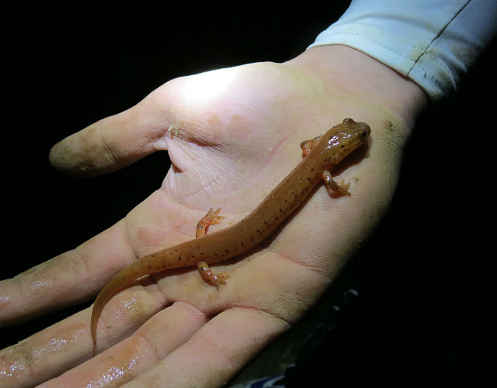 Spring Salamander