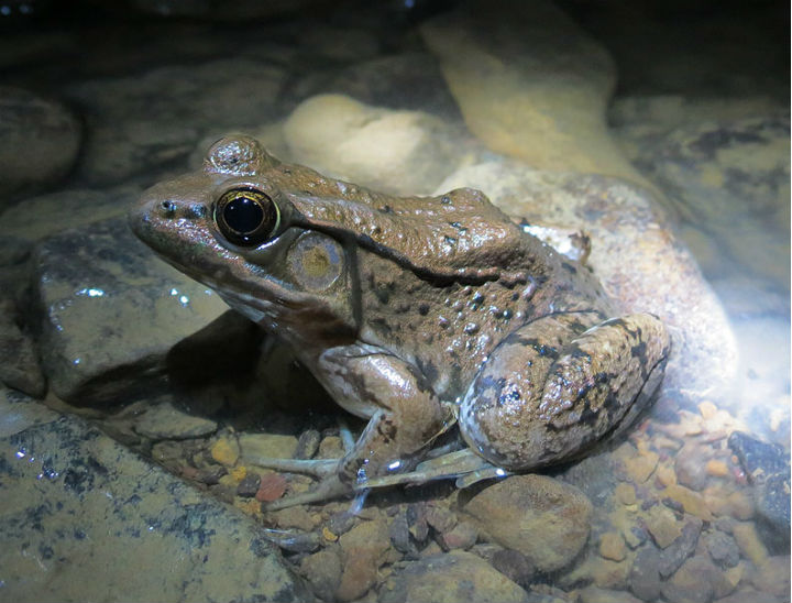 Green Frog