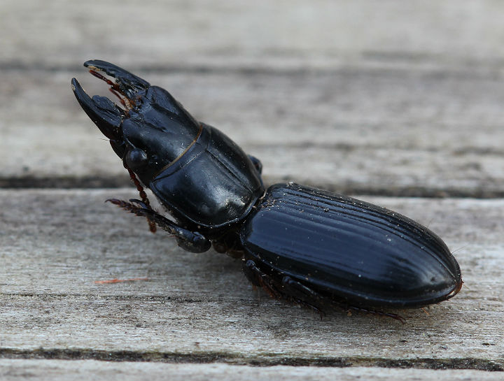 Big Headed Ground Beetle