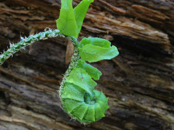 Fern fiddlehead