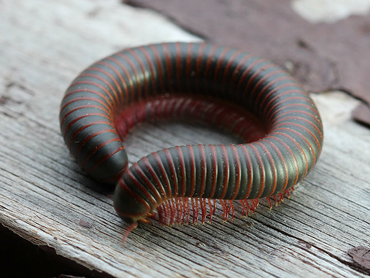 American Giant Millipede