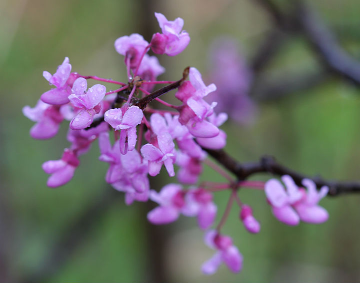 Redbud