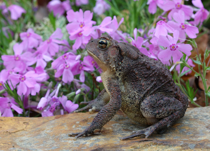 American Toad