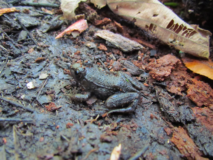 Bronze Frog