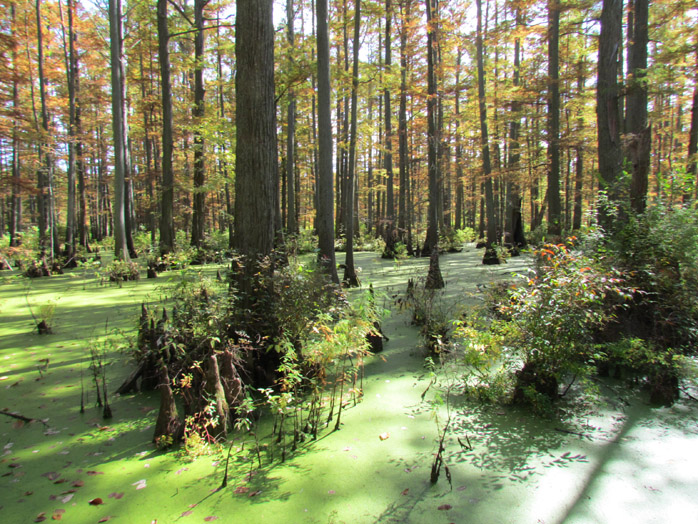 Heron pond