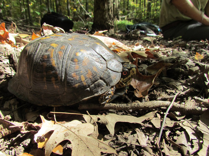 Eastern Box Turtle