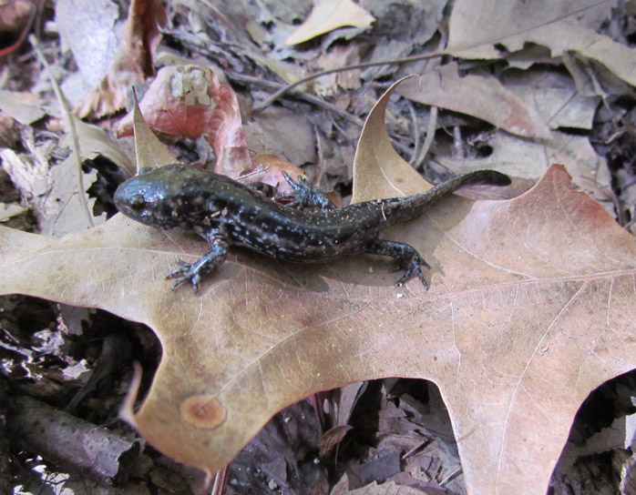 Mole Salamander