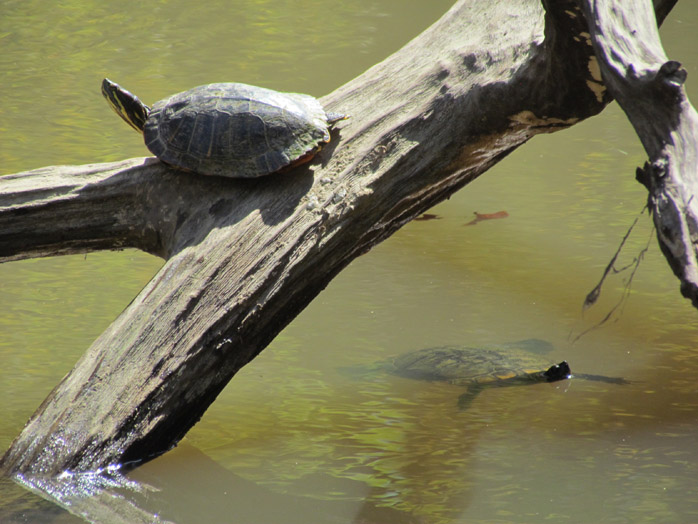 Red-eared Sliders