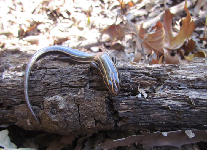 Five-lined skink