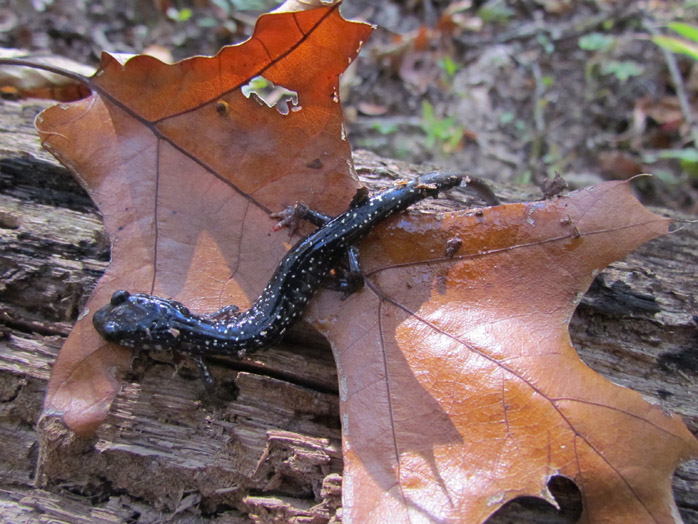 Slimy Salamander