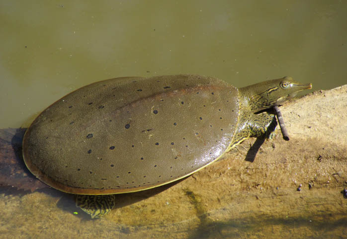 Spiny Softshell Turtle.