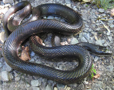 Black Rat Snake