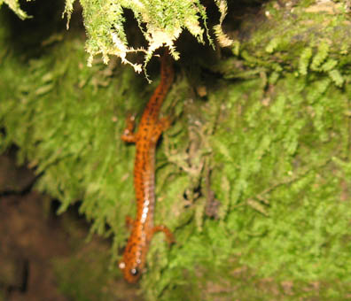 Cave Salamander